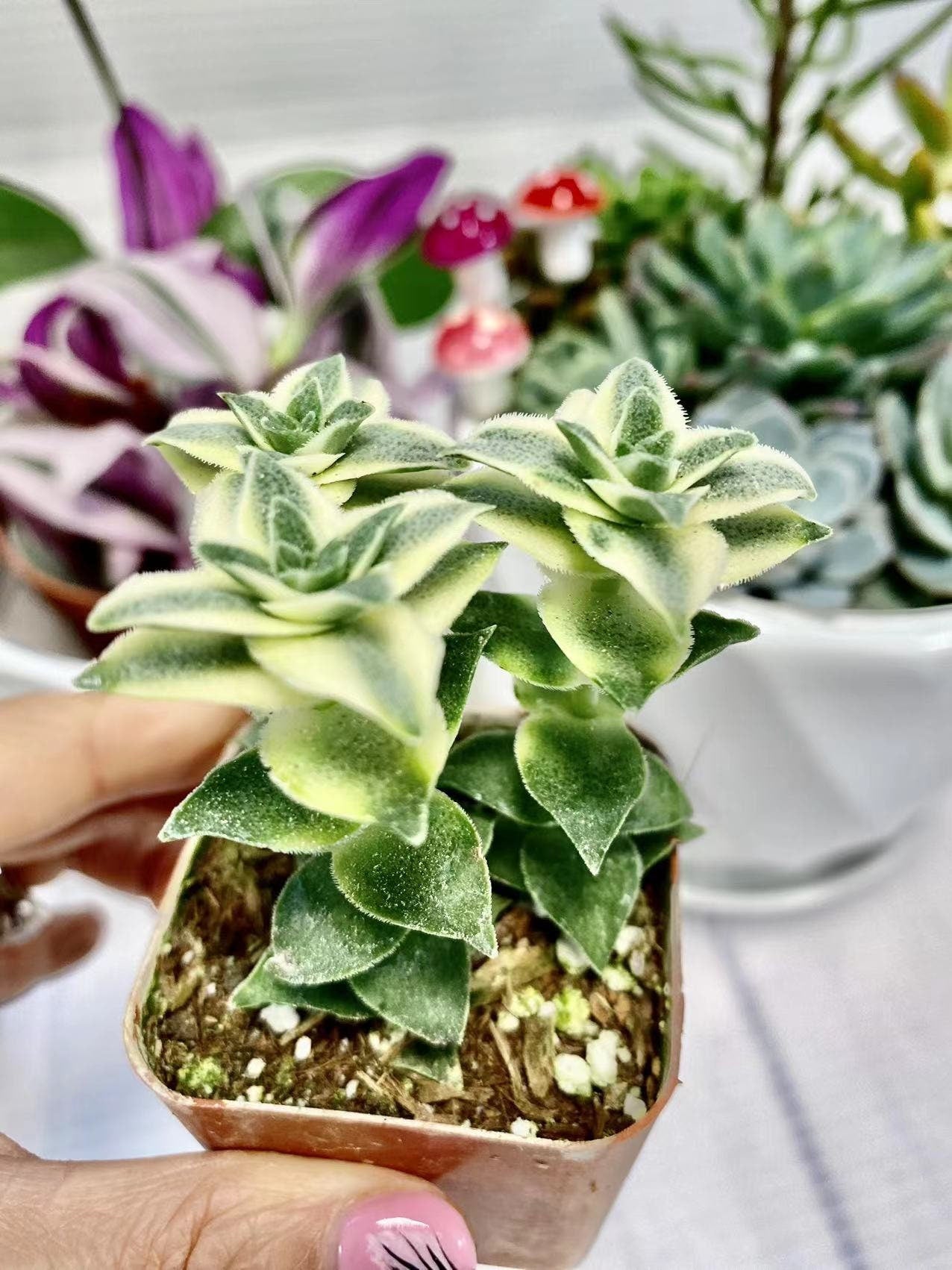 2" pot Crassula perforata Variegata