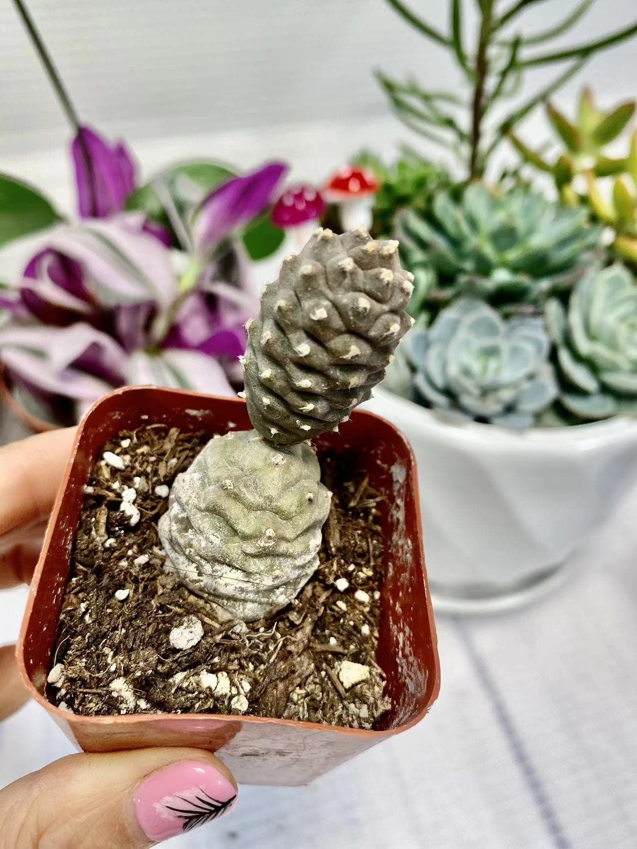 2" pot 4“pot Pine Cone Cactus Opuntia papyracantha Tephrocactus