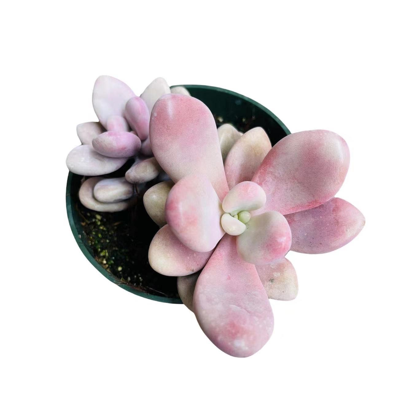 2" pot 4"pot Succulent Plants Pachyphytum Oviferum Pink Moonstones