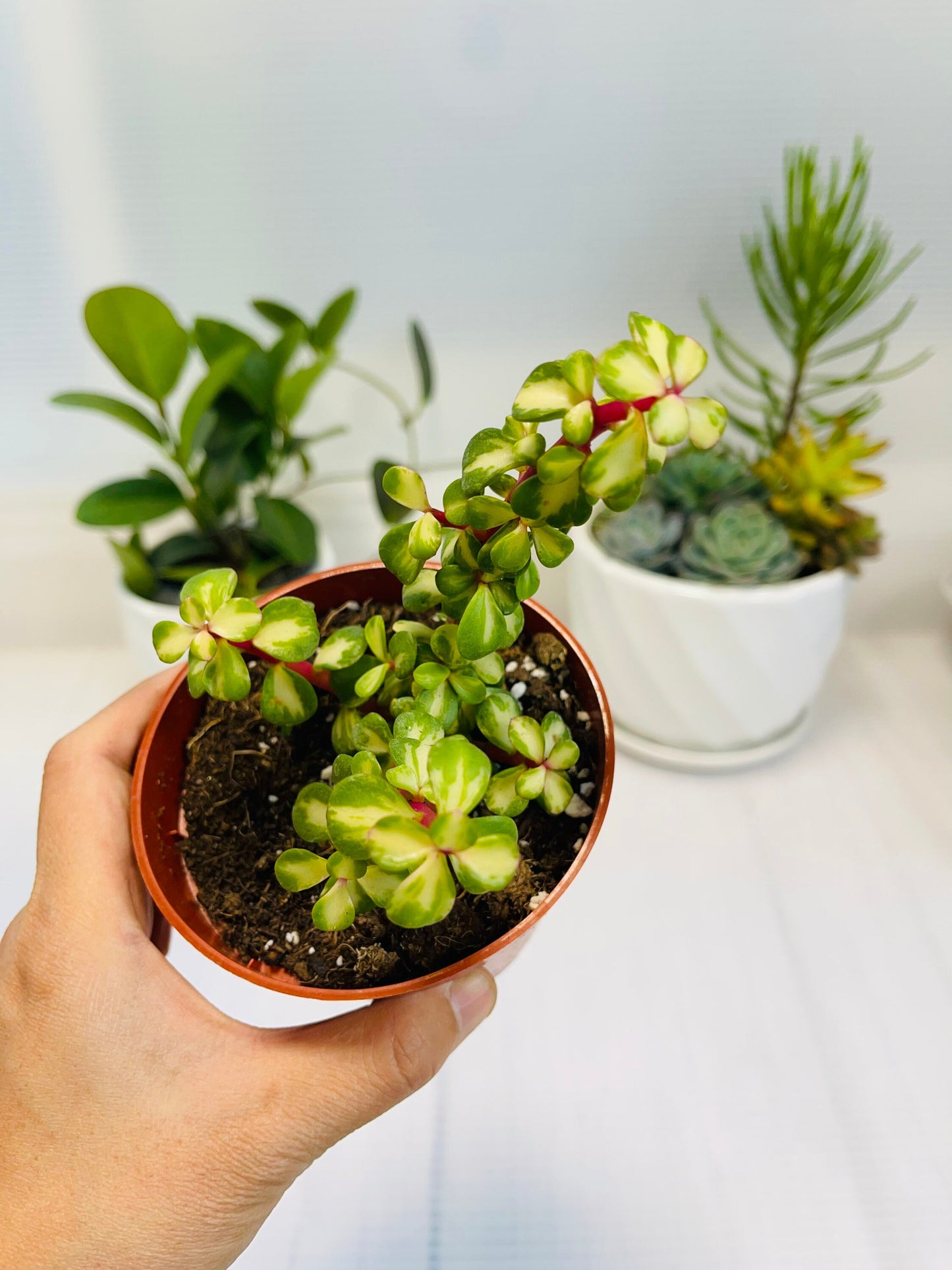 2" pot 4"pot Succulent Plants Portulacaria Afra Variegata