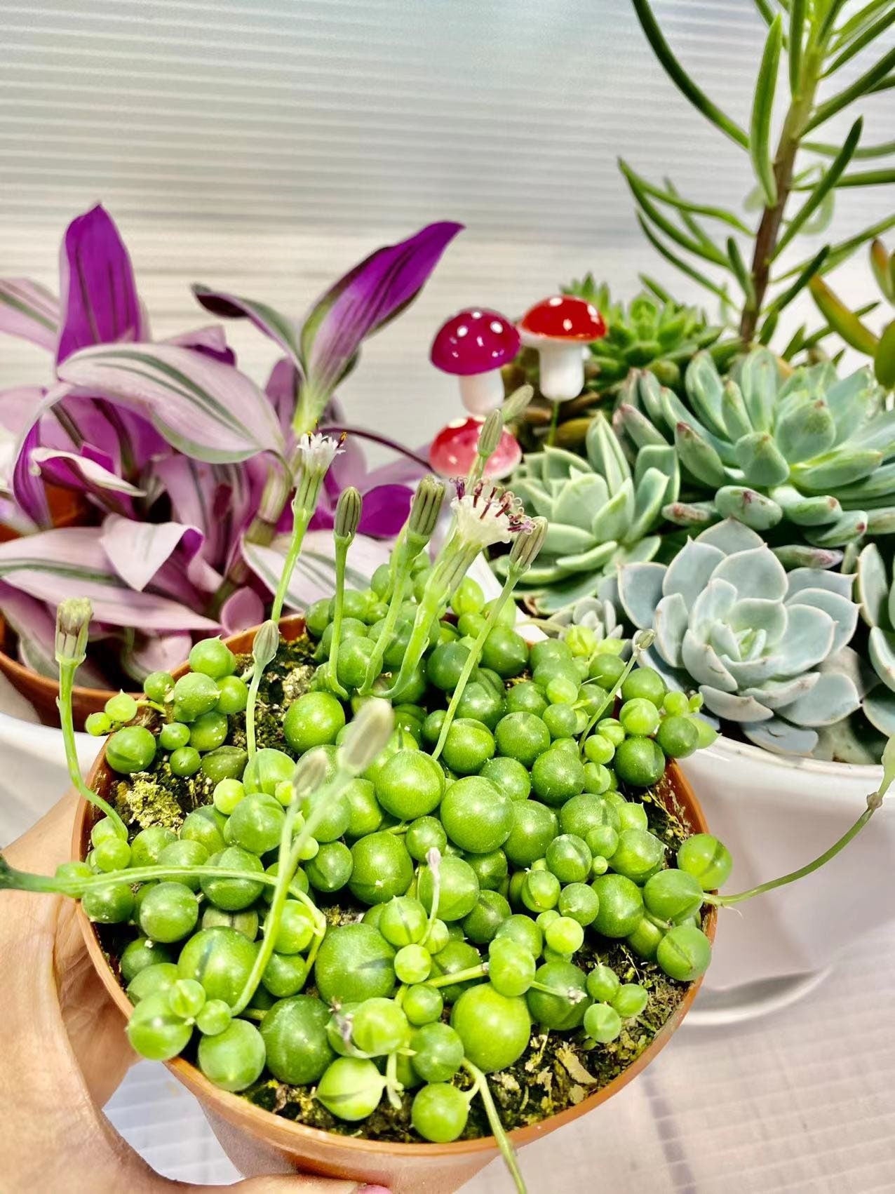 Cuttings / 2" 4" 6”pot String Of Pearls