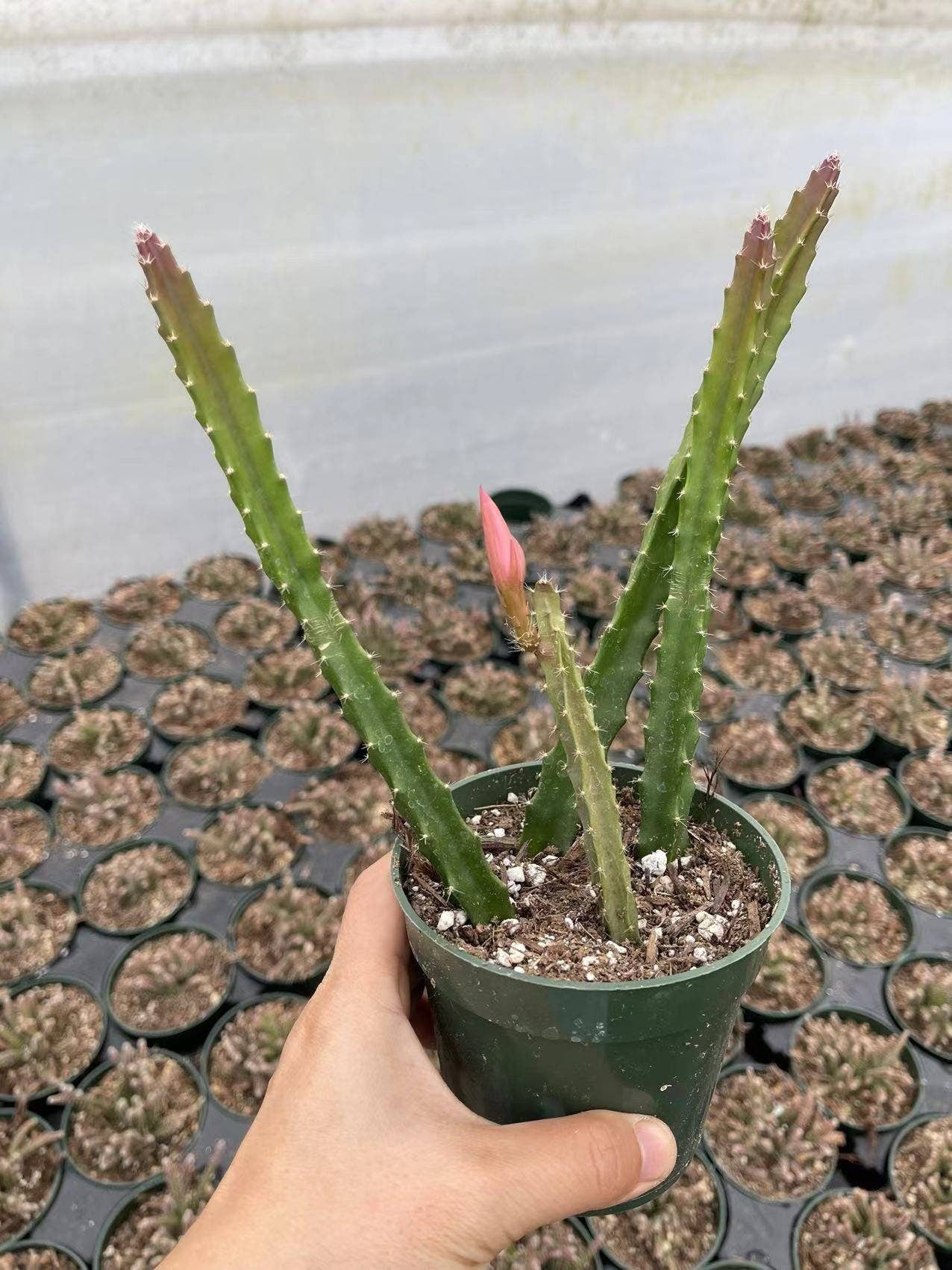 4"pot Cactus Aporophyllum Edna Bellamy