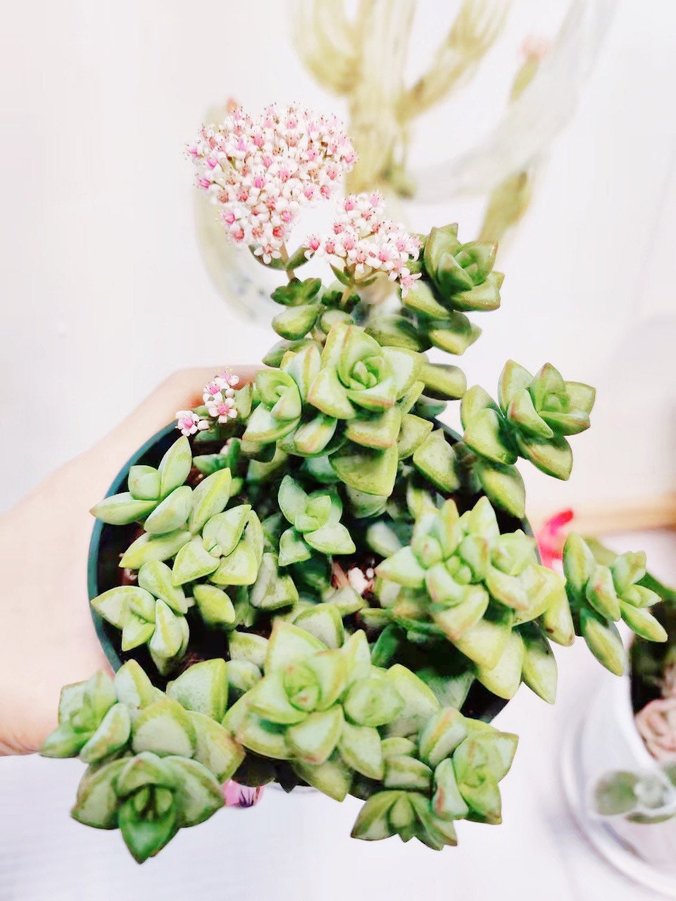 2"pot 4"pot Crassula Rupestris