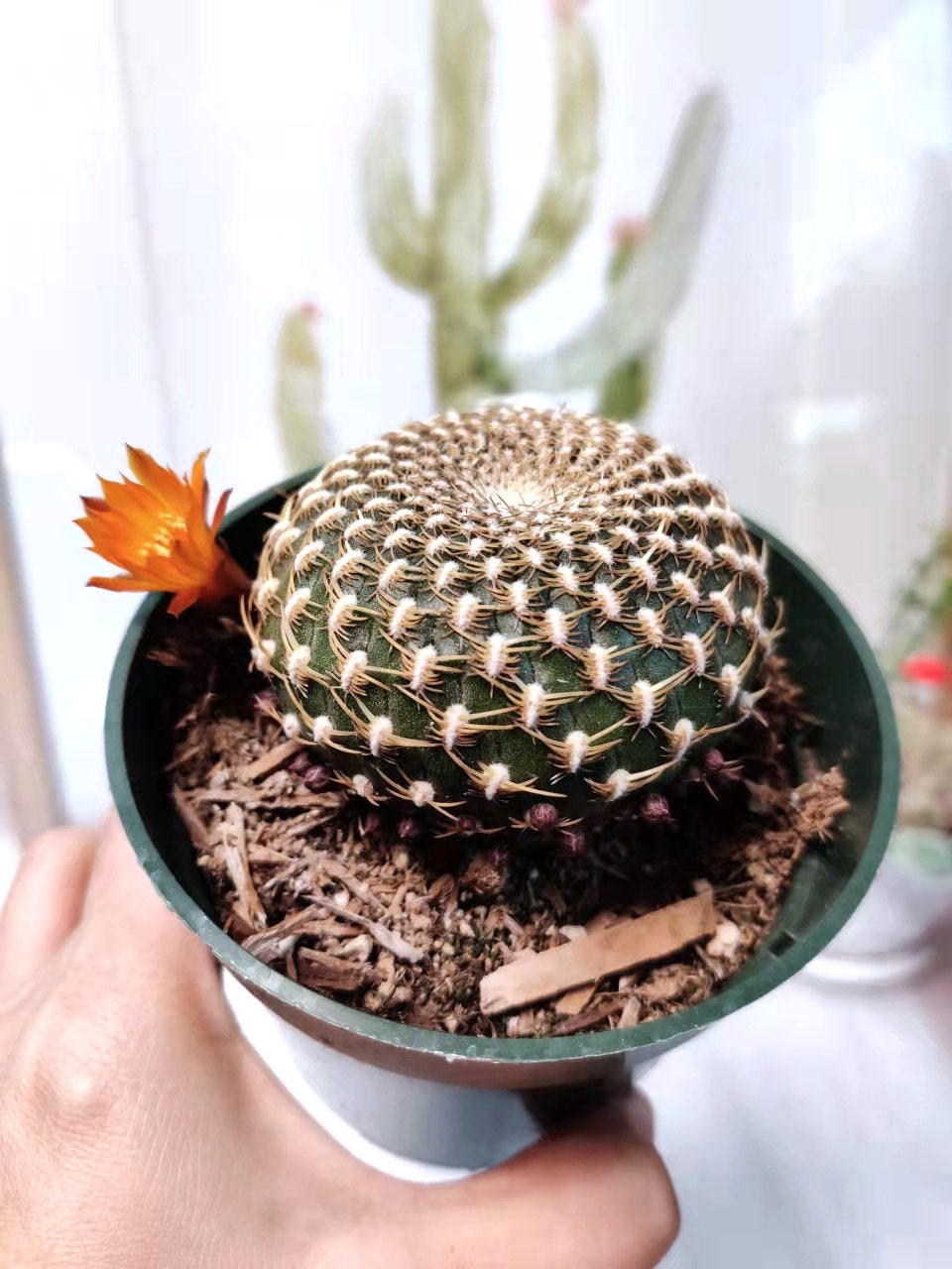 4"pot Live Cactus Solcurebutia Arenacea