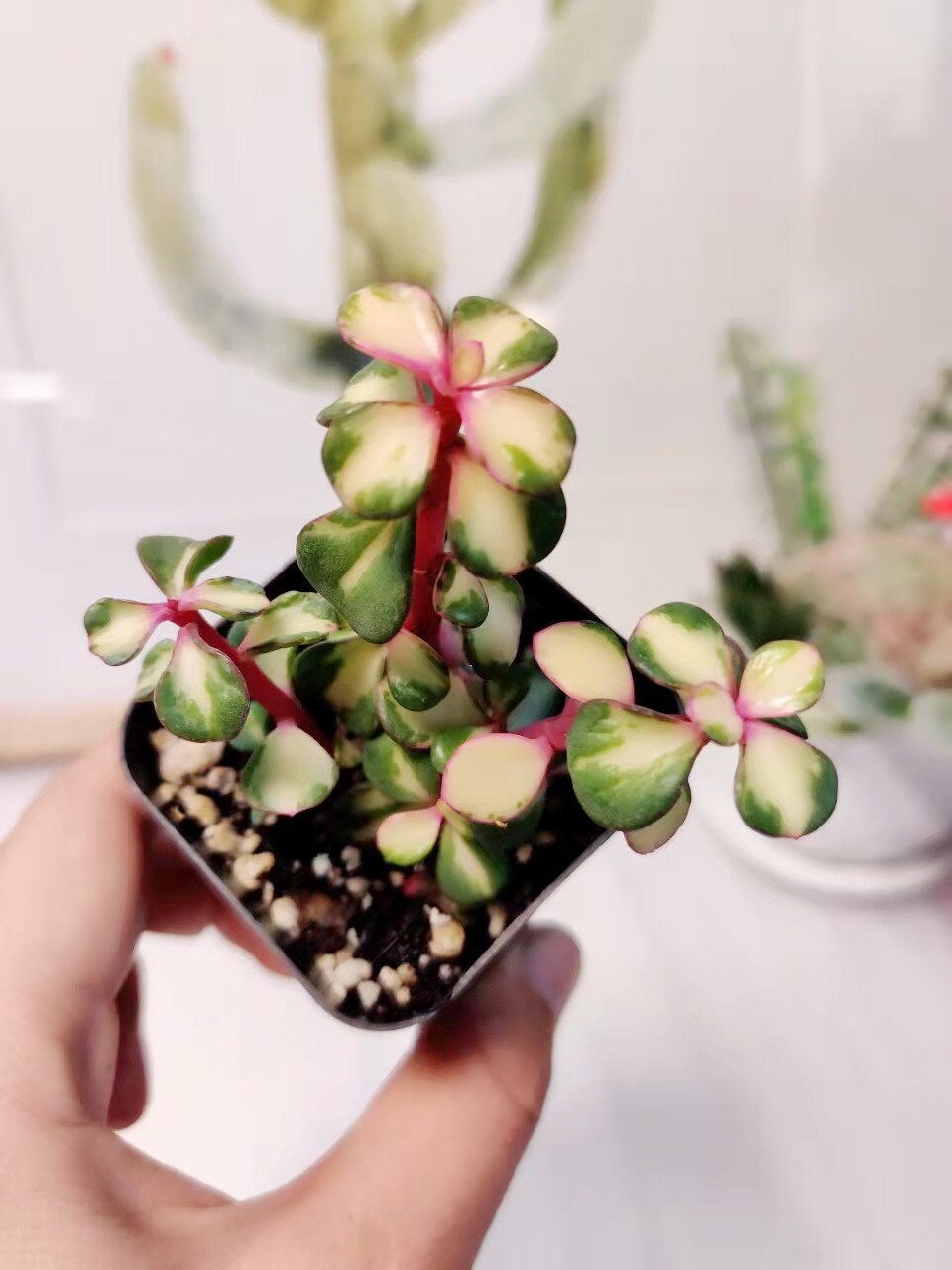 2" pot 4"pot Succulent Plants Portulacaria Afra Variegata