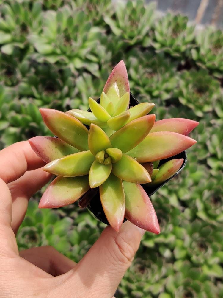 2"pot Sedum Adolphi Firestorm