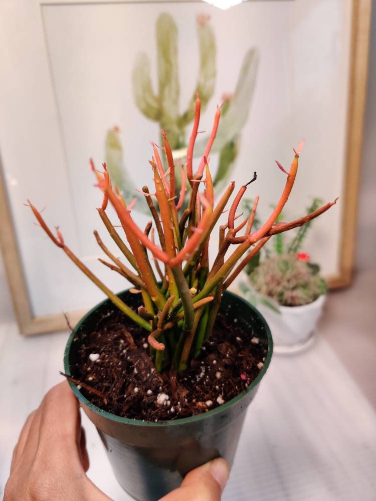 4" pot Euphorbia Tirucalli "Sticks On Fire"