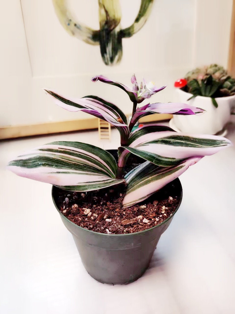 2.5"pot 4" pot live plants Tradescantia Nanouk