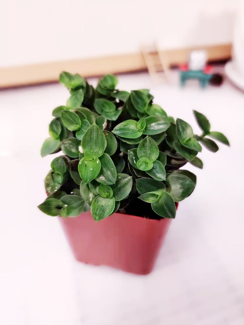 2"pot Live Wandering Jew plant Callisia Repens Turtle Vine