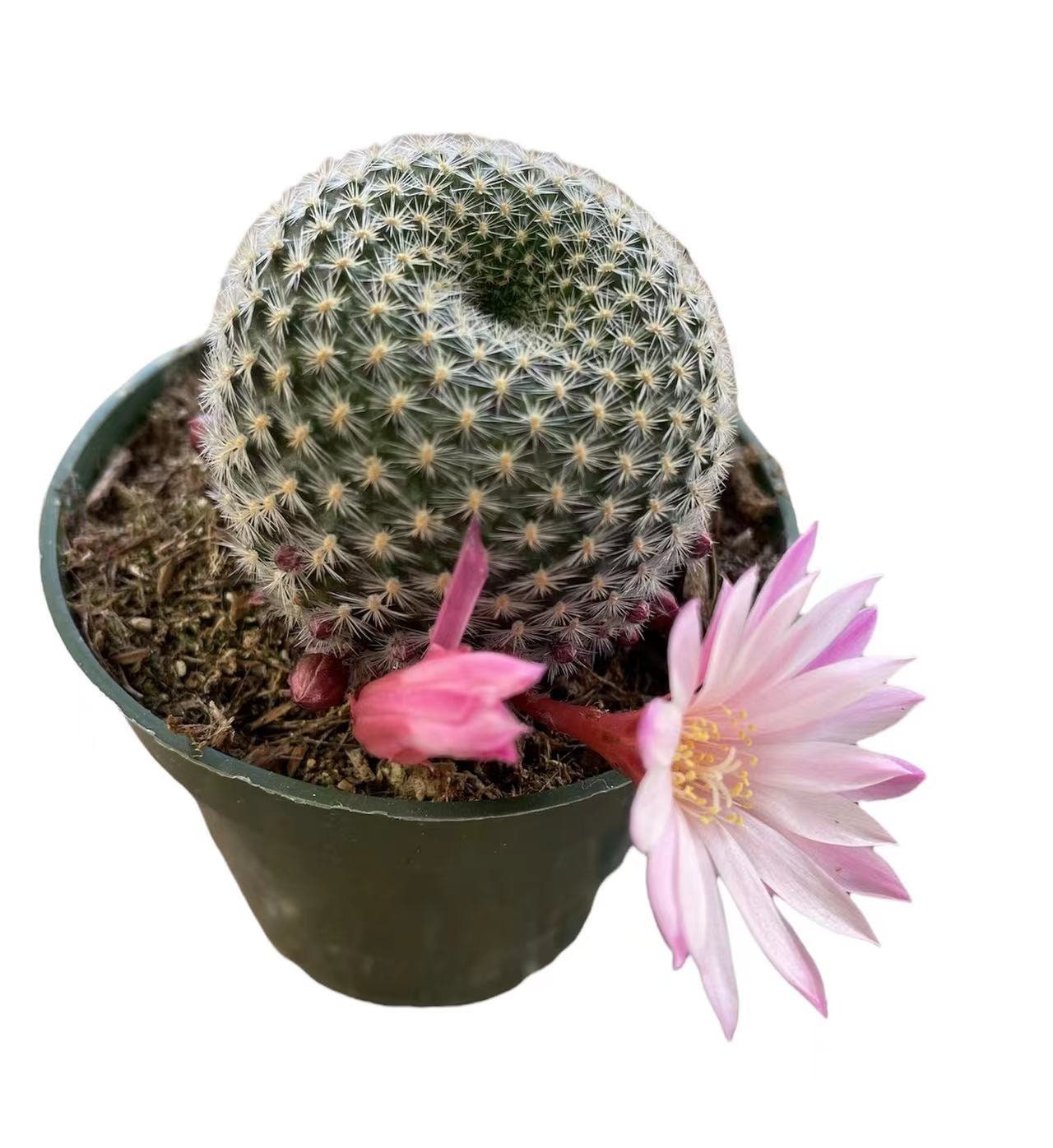 2"pot 4"pot Rebutia narvaecensis