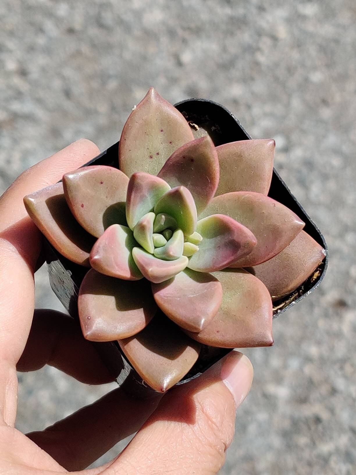 2”pot Succulent Plants California Sunset