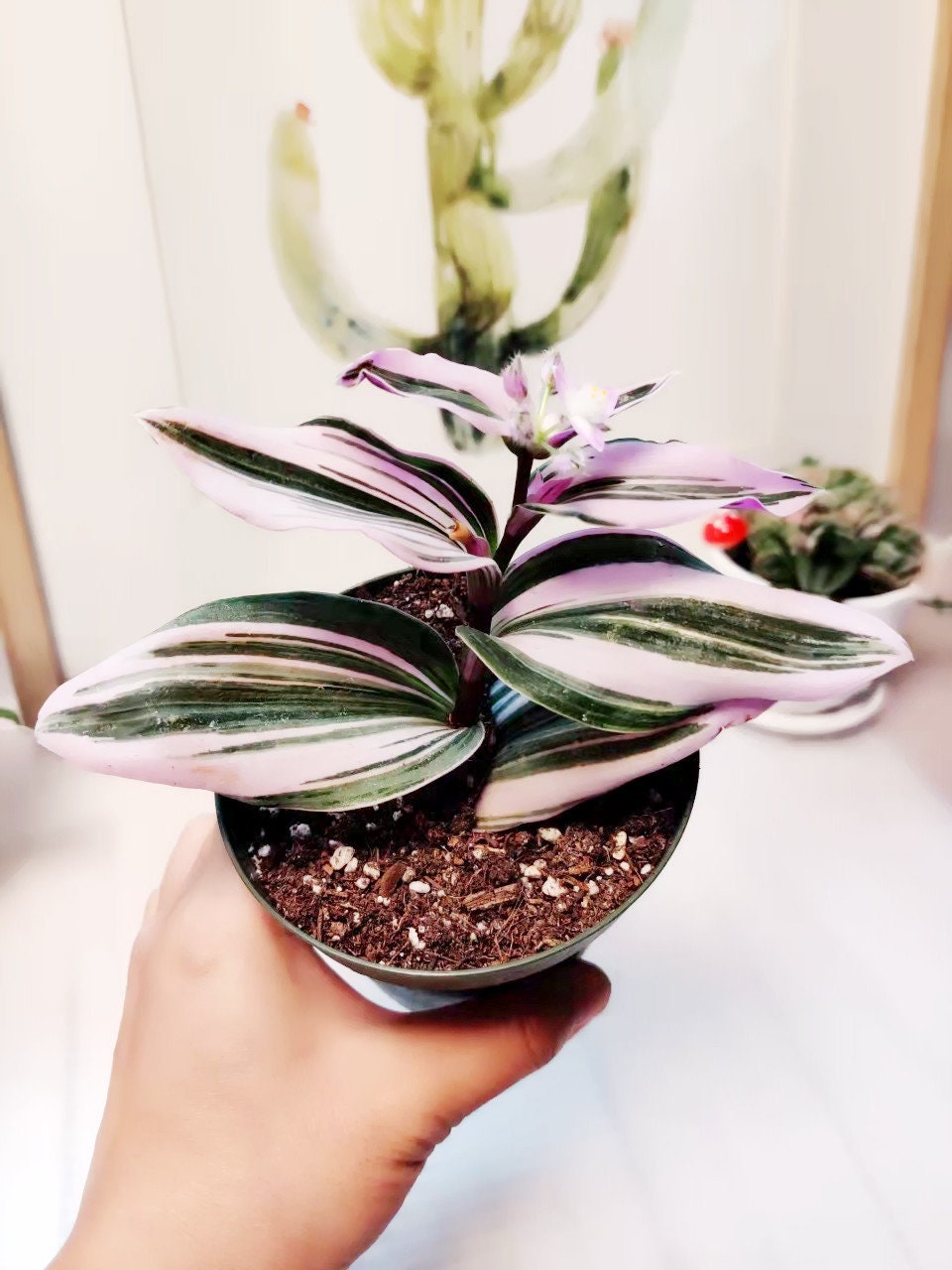 2.5"pot 4" pot live plants Tradescantia Nanouk