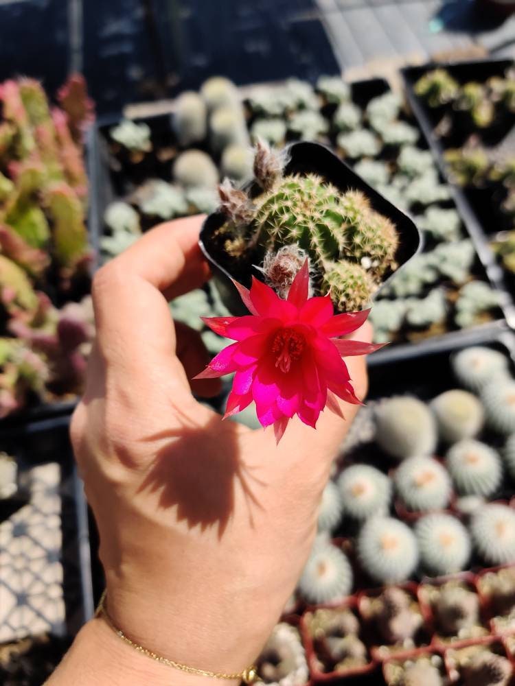 2"pot 4"pot Live cactus Chamaelobivia 'Rose Quartz' Peanut Cactus