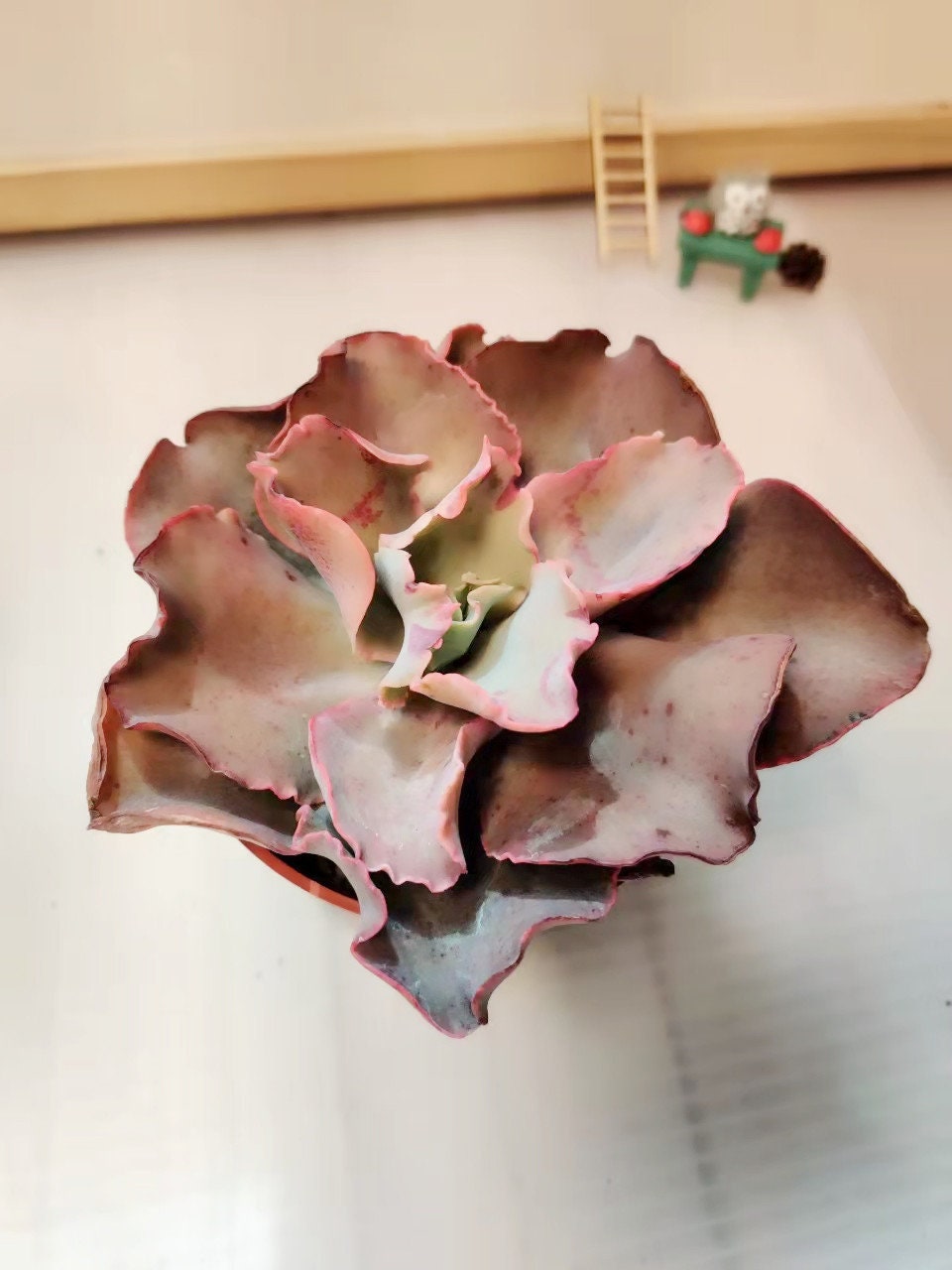 4"pot Live Succulent plants Echeveria Giant Blue