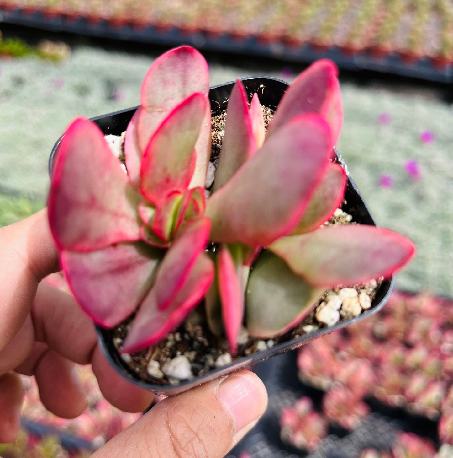 2”pot Crassula Platyphylla Variegated