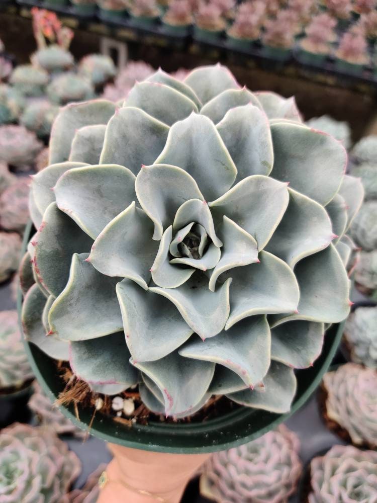 2” pot 4"pot Succulent plants Echeveria Galaxy Blue