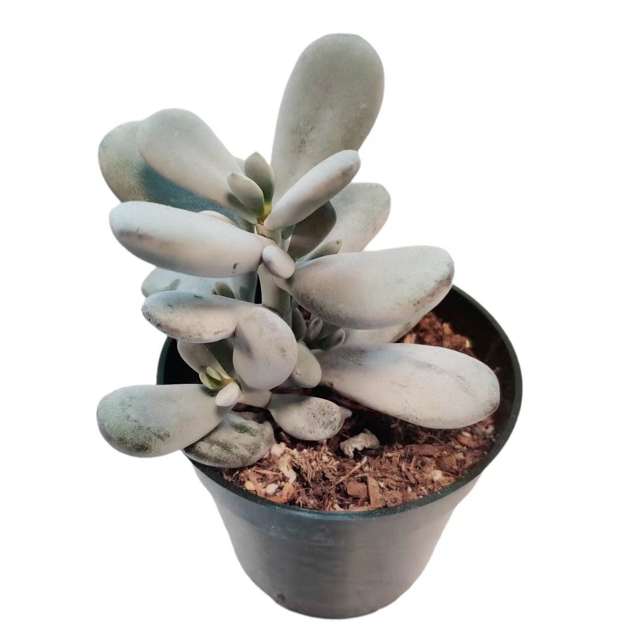 4” pot Rare Cotyledon Orbiculata cv