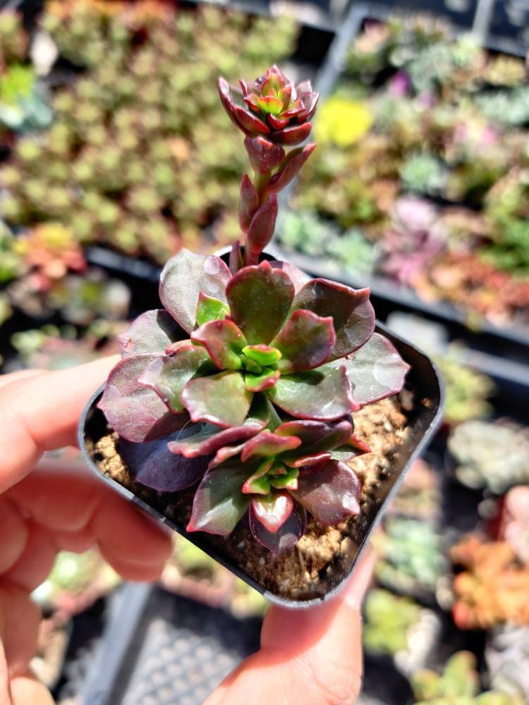2” pot succulent Plants Echeveria Multicaulis