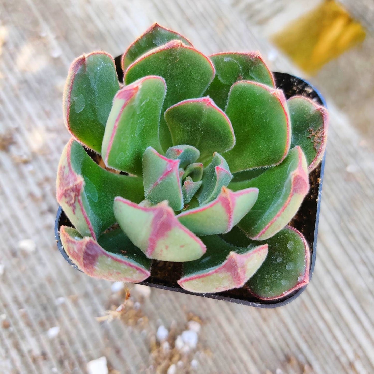 2"pot Echeveria 'Joan Daniels'