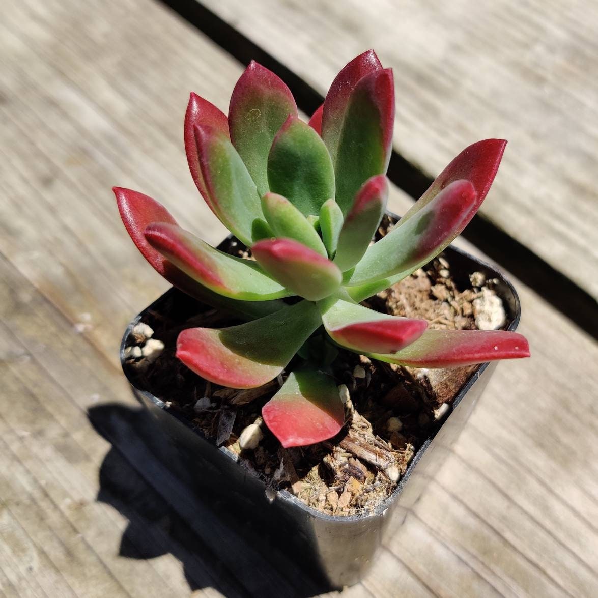 2” pot succulent Plants Echeveria 'Minibelle'