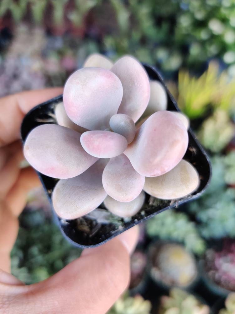 2" pot 4"pot Succulent Plants Pachyphytum Oviferum Pink Moonstones