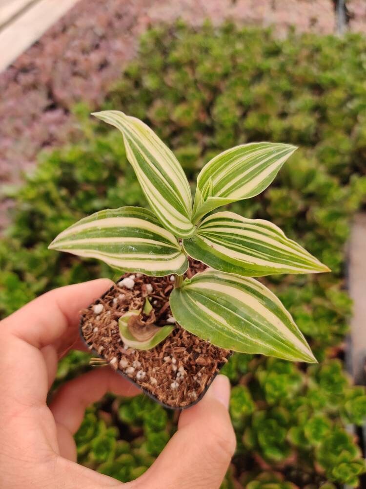 2"pot Live Tradescantia Fluminensis Variegata