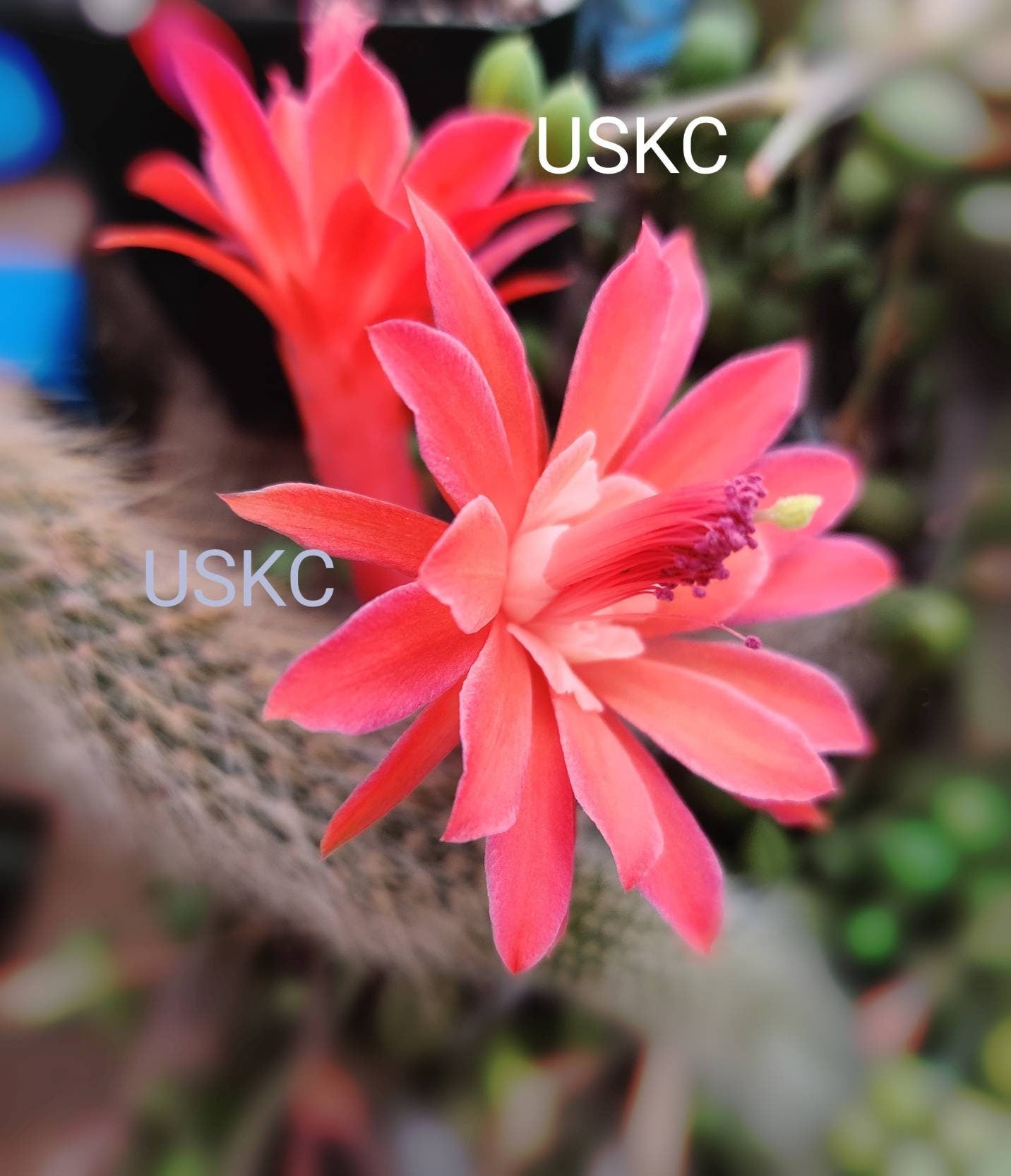 4“pot Cactus Plants Monkey Tail