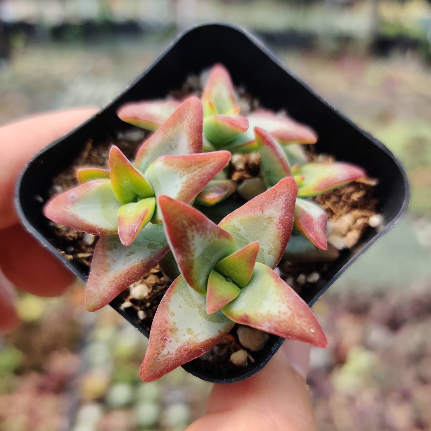 2"pot Crassula Conjuncta