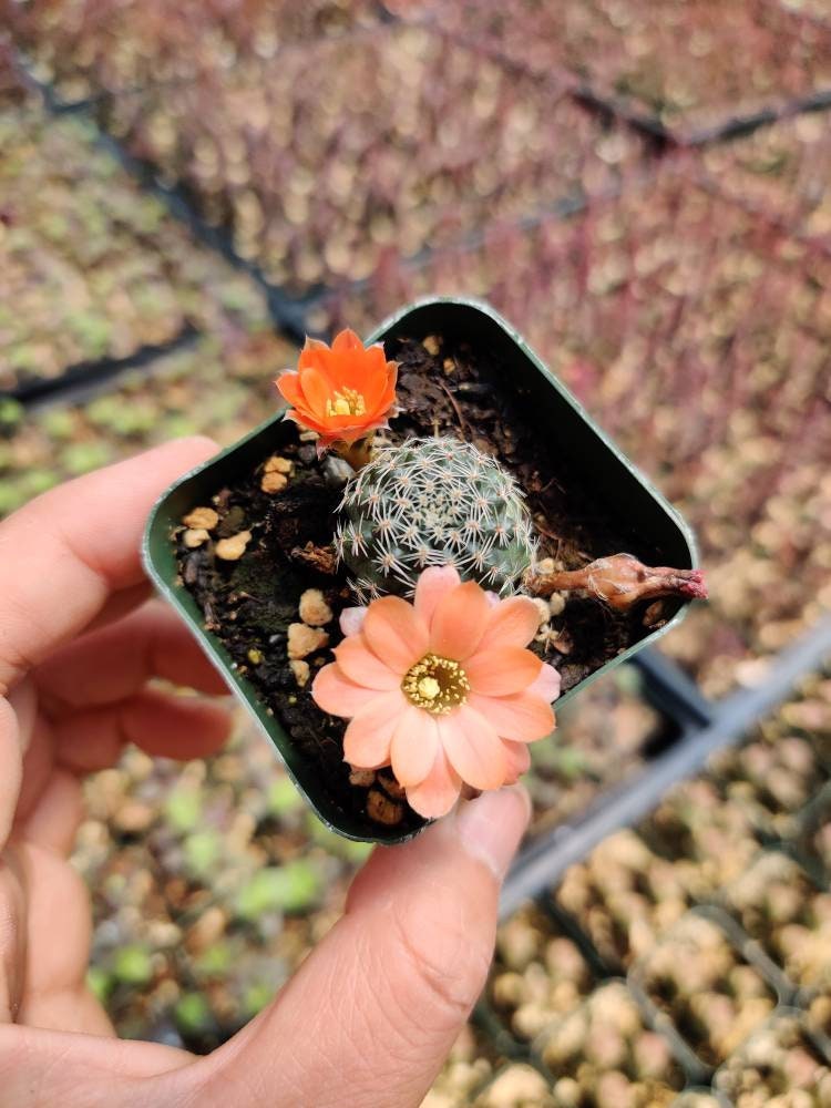 2"pot Live Cactus plant Rebutia sp. cactus