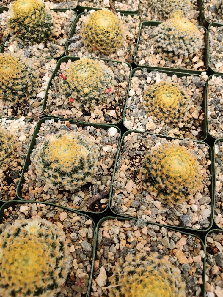 4"pot Live Rare cactus Mammillaria Schiedeana
