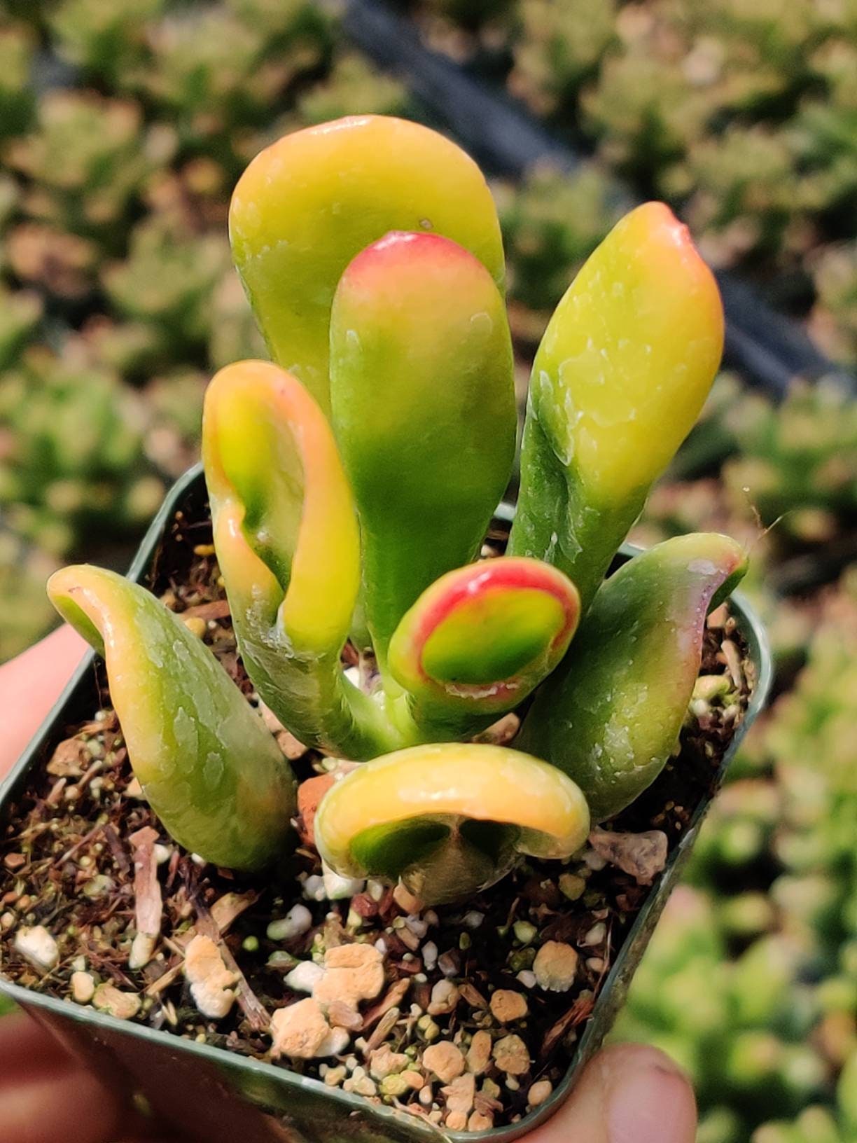 2" pot 4"pot Variegated Ogre Ears Jade