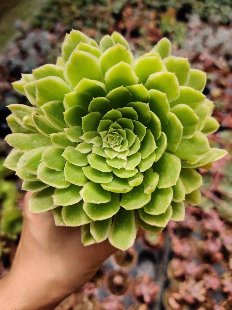 2"pot 4"pot Aeonium Emerald Ice