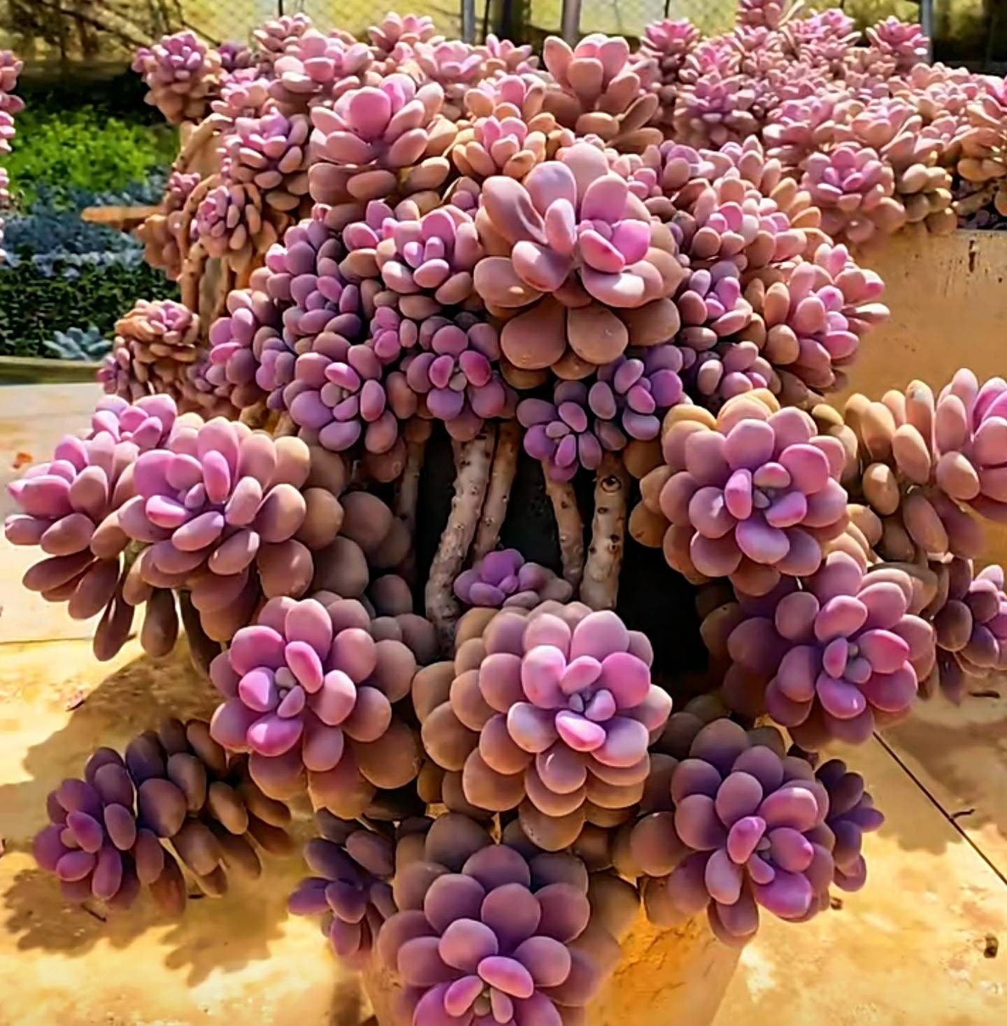 2" pot 4"pot Succulent Plants Pachyphytum Oviferum Pink Moonstones
