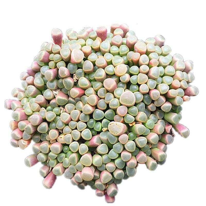 2" pot 4”pot Succulent Plants Fenestraria baby toes