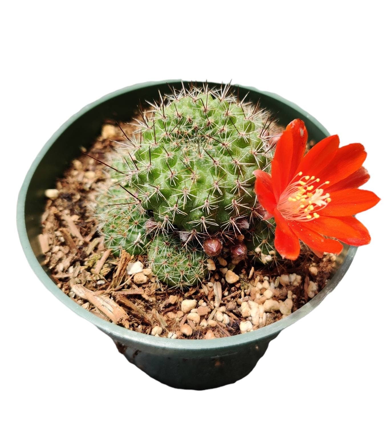 4"pot Rebutia Sp. Cactus