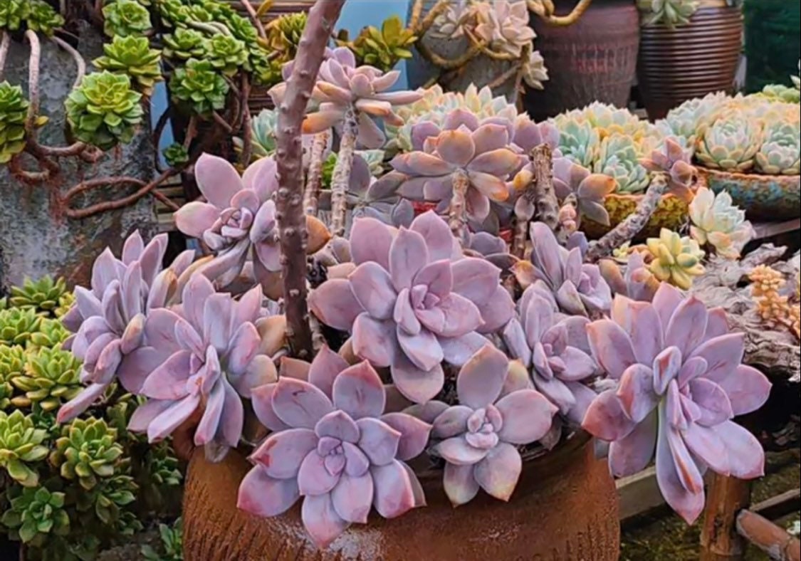 2”pot 4"pot Succulent Plants Graptopetalum Superbum