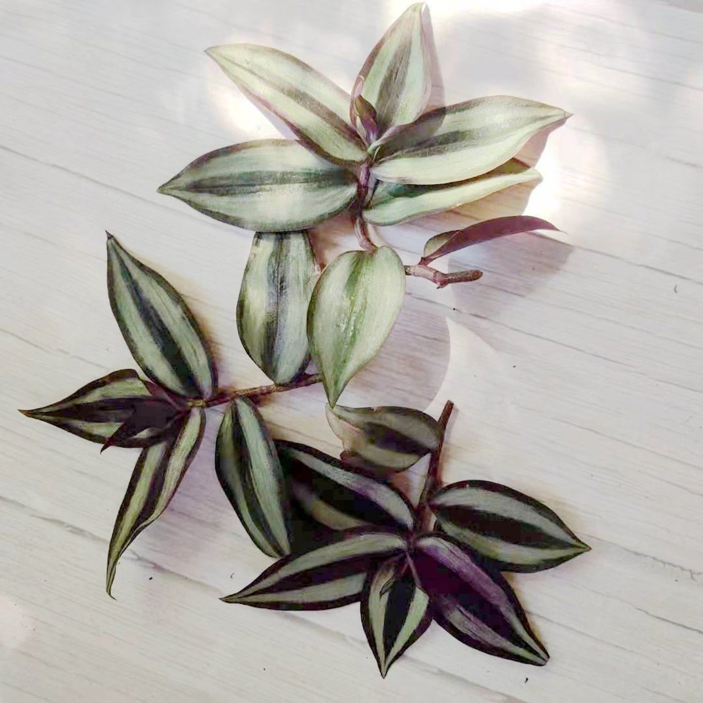 Cuttings/2" rootted pot live plant Tradescantia Zebrina