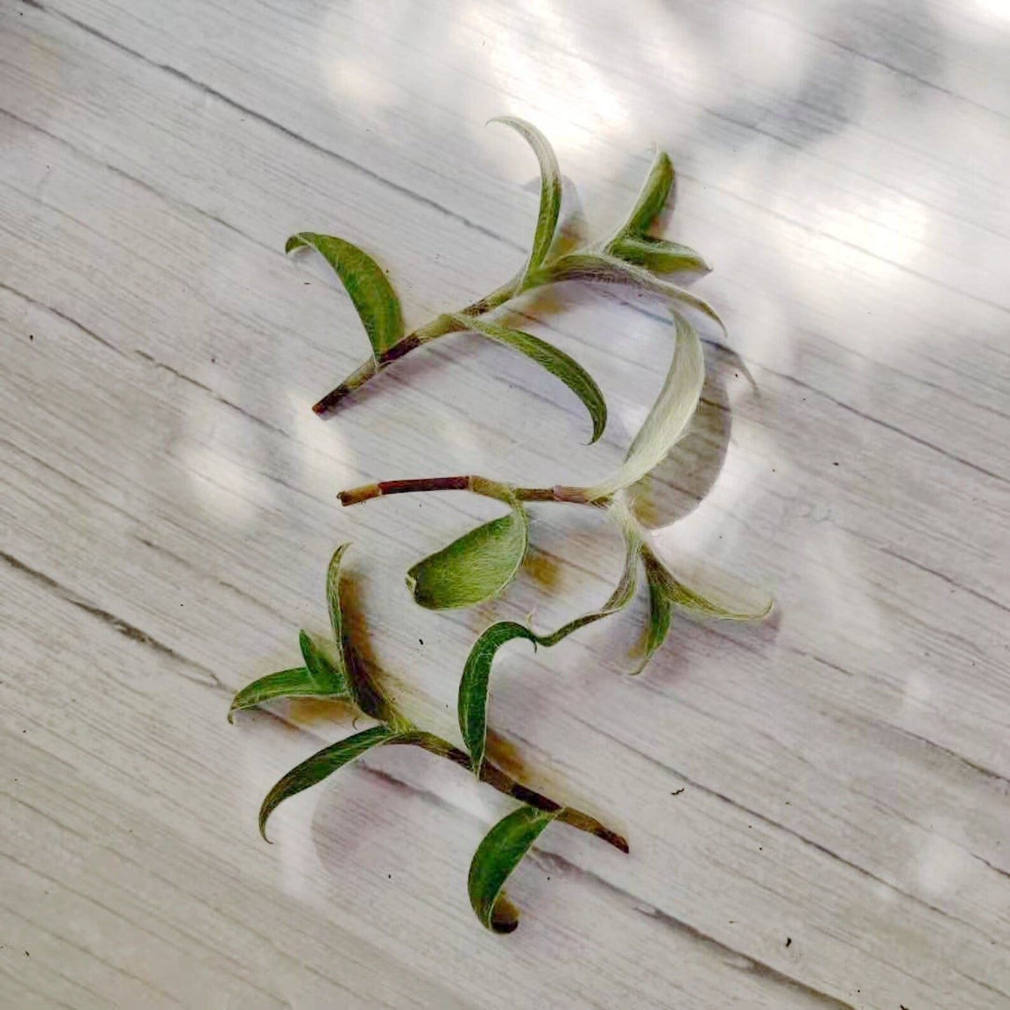 Cuttings/2" rootted pot live plant Fluzzy White Velvet Tradescantia Sillamontana