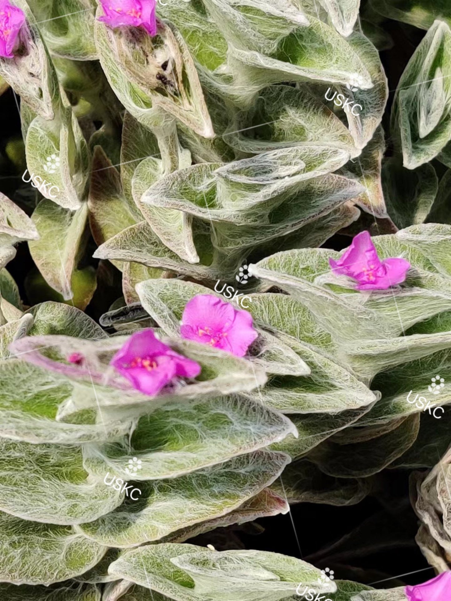 Cuttings/2" rootted pot live plant Fluzzy White Velvet Tradescantia Sillamontana