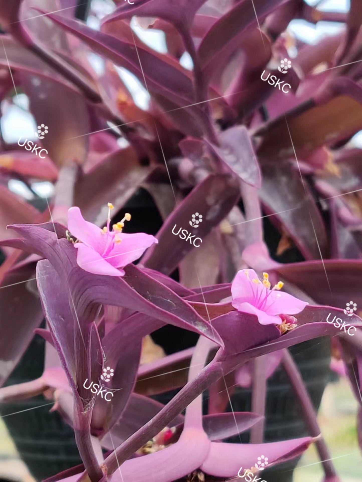 4" pot live plant Tradescantia Pallida" Purple Heart"