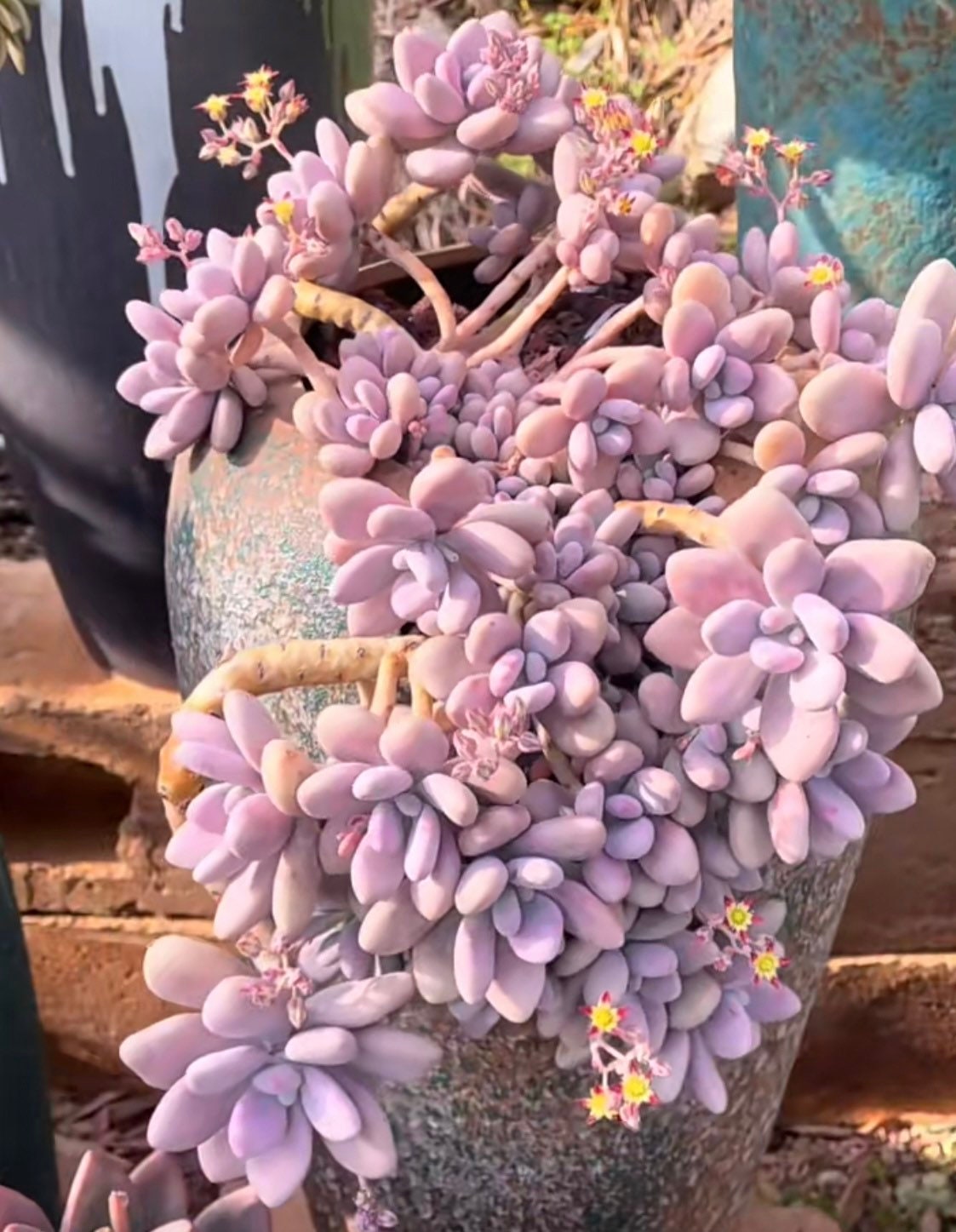 2" pot 4"pot Succulent Plants Pachyphytum Oviferum Pink Moonstones