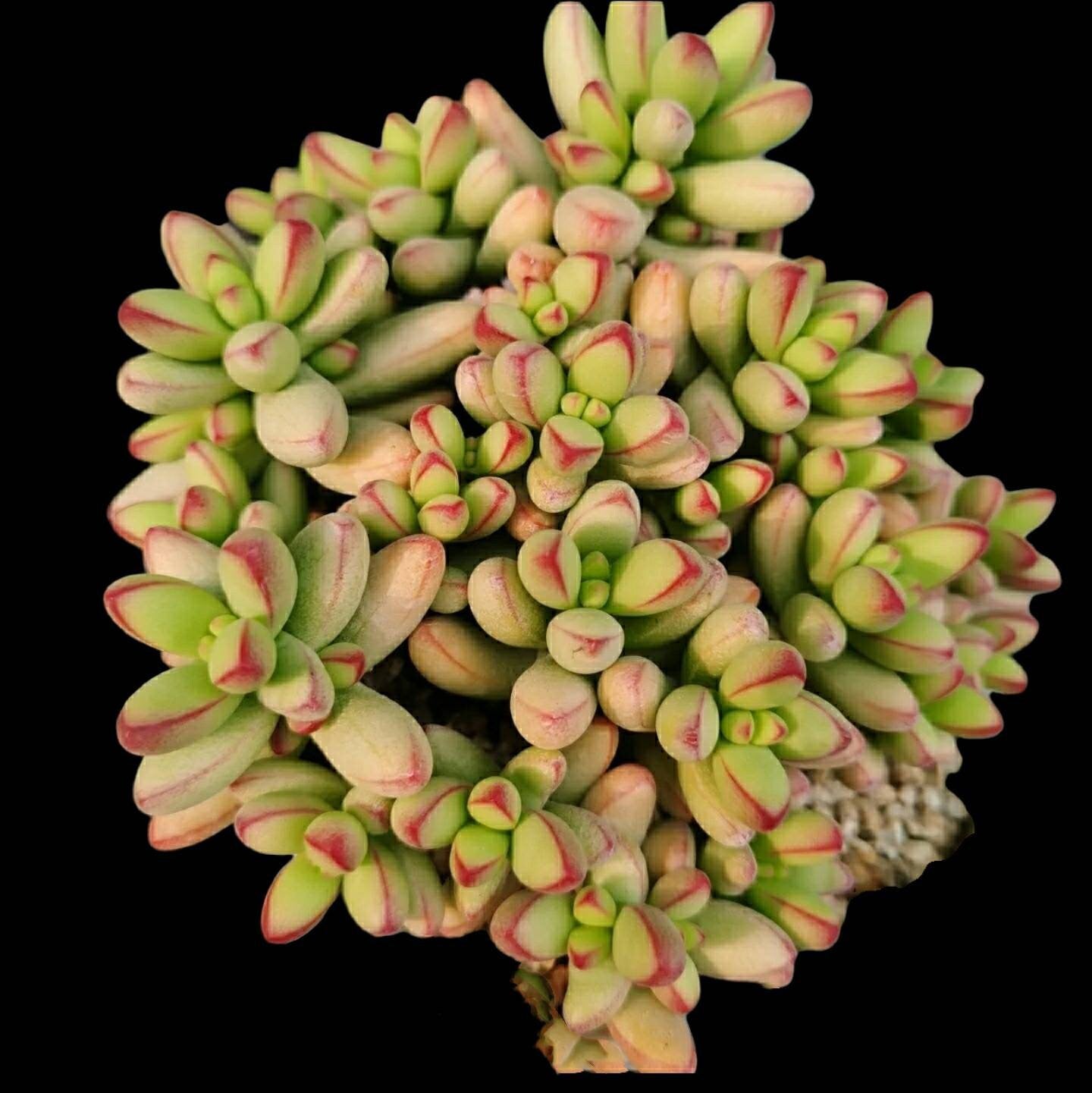 2"pot Succulent Plants Crassula Nudicaulis Var. Herrei