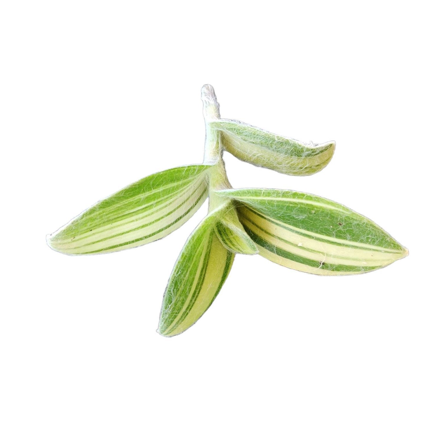 Rare cuttings Tradescantia Sillamontana variegated-- no root cutting