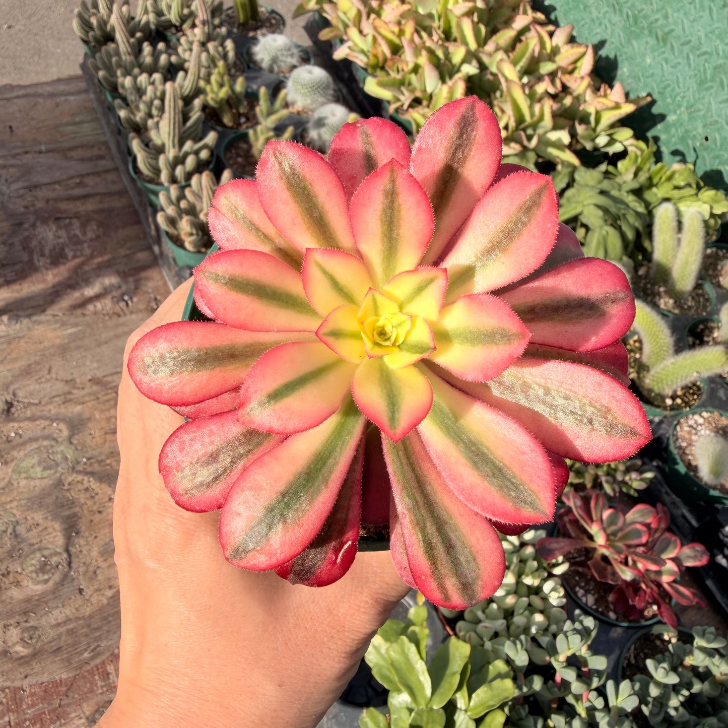 4" pot Aeonium arboreum
'Chanel'