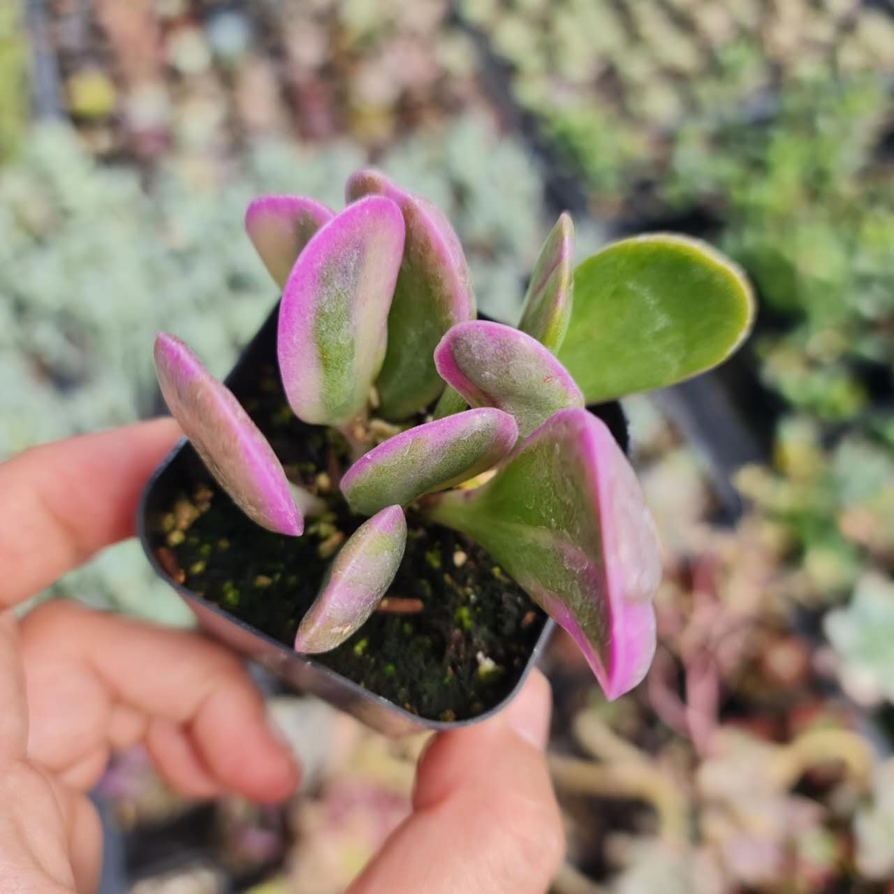 2” pot Succulent plants Senecio jacobsenii Trailing Jade Purple