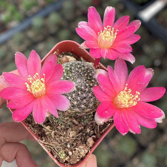 2"pot Live  Cactus plant Rebutia Albopectinata