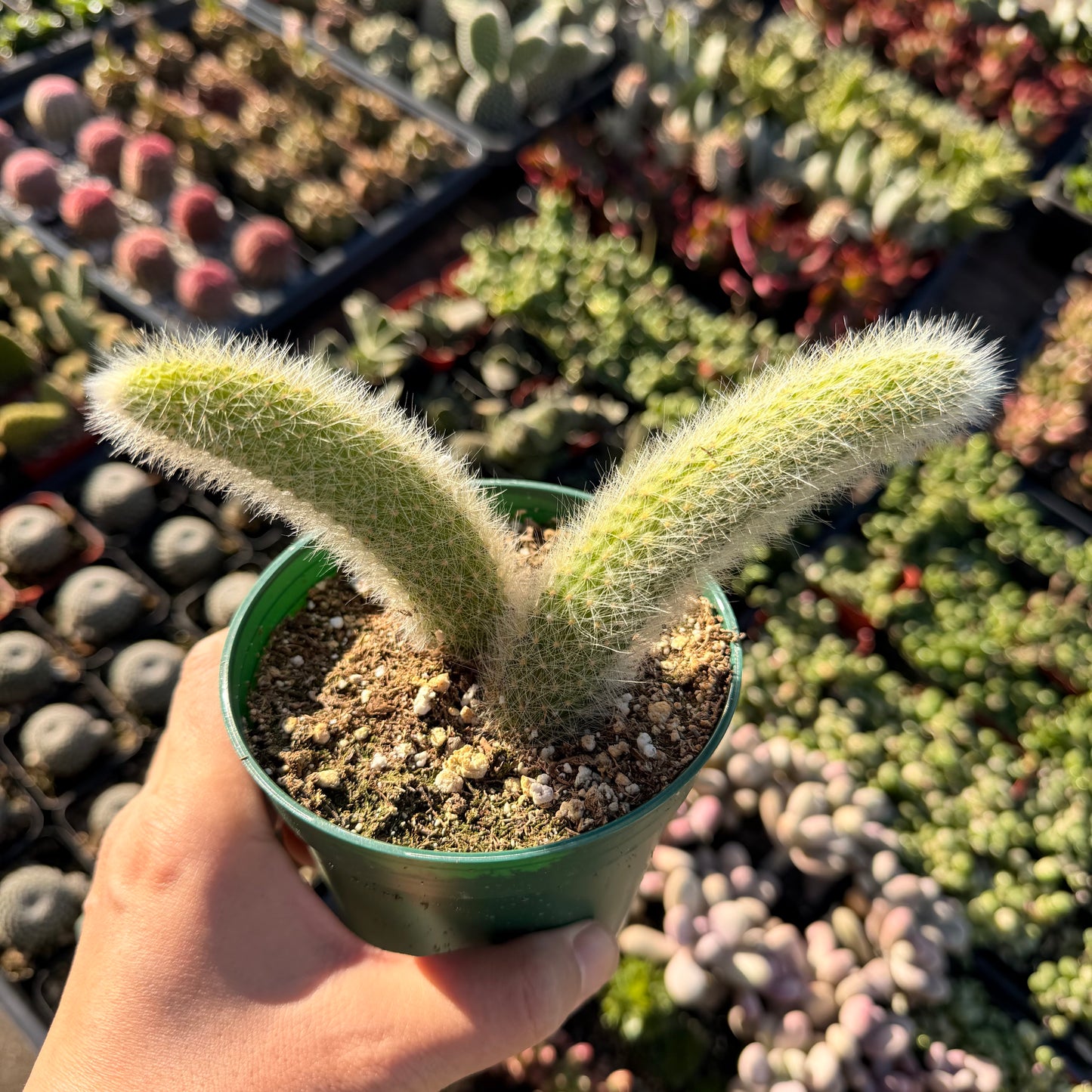 4“pot Cactus Plants Monkey Tail