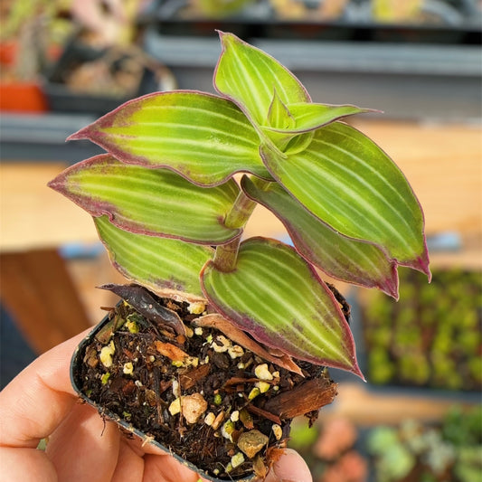 2"pot Callisia Gentlei Elegans