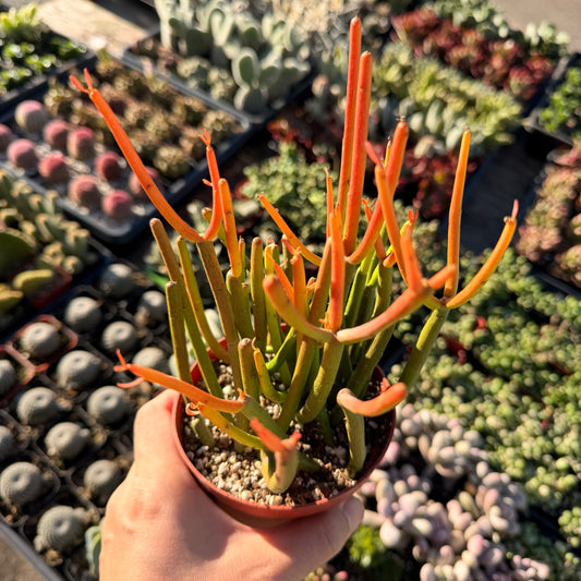 4" pot Euphorbia Tirucalli "Sticks On Fire"