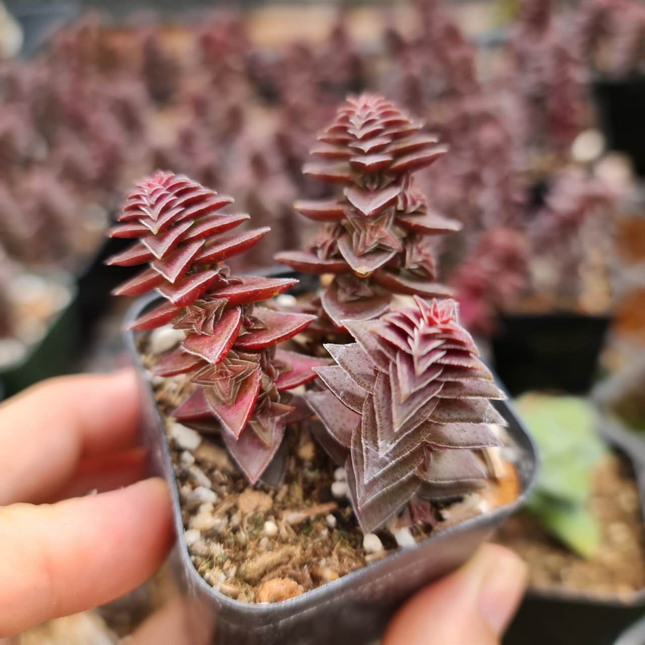 2"pot 4" pot Crassula tabularis Pagoda Village